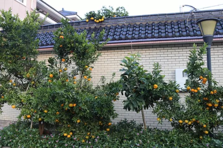 实力丨萧山靖江这个村靠“颜值”和“内涵”拿了国家级称号，原因竟然是……