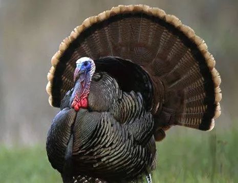 火鸡养殖基本知识,火鸡养殖前景如何