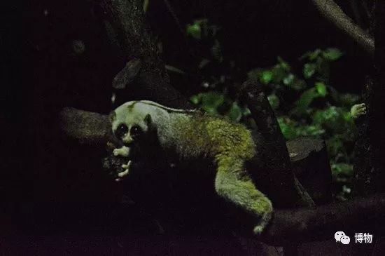 动物园哪家强,动物园排行榜