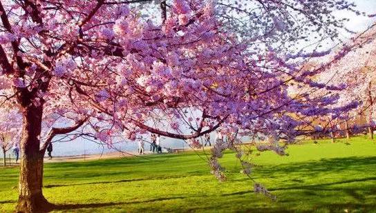 逛切北京最全花节汇总整理！收藏起来慢慢看！