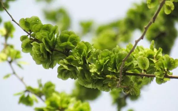 这些野果你都吃过吗,这些童年的美味野果