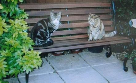 世上最老的猫是什么猫,世界上最老的猫吉尼斯世界纪录