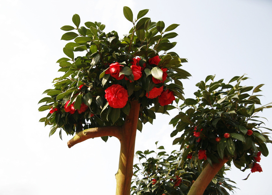 香奈儿山茶花有几种版本,香奈儿喜欢的茶花是什么品种