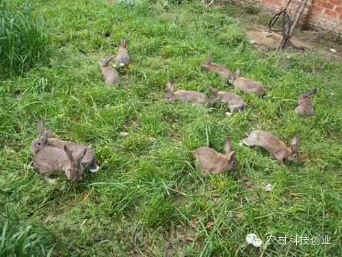 适合农村创业的小本点子,12个适合农村创业的小本项目