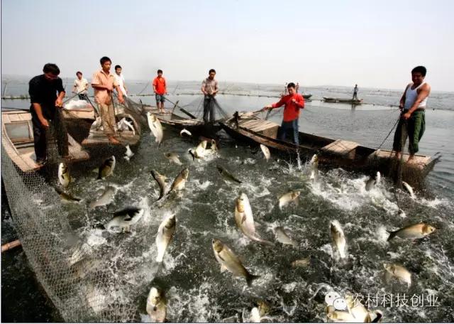 农村新商机小本创业,适合农村创业的小本点子