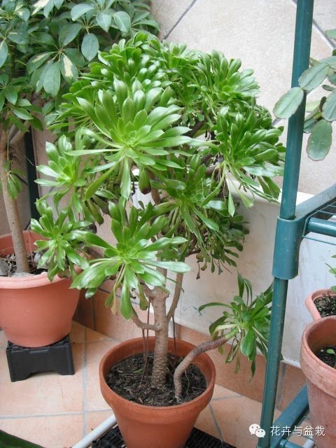 黑法师开花后怎么处理,黑法师花怎么养