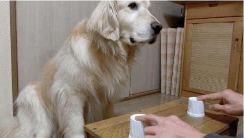 金毛贪吃的毛病都是惯出来的,金毛跟着主人爱贪吃怎么教