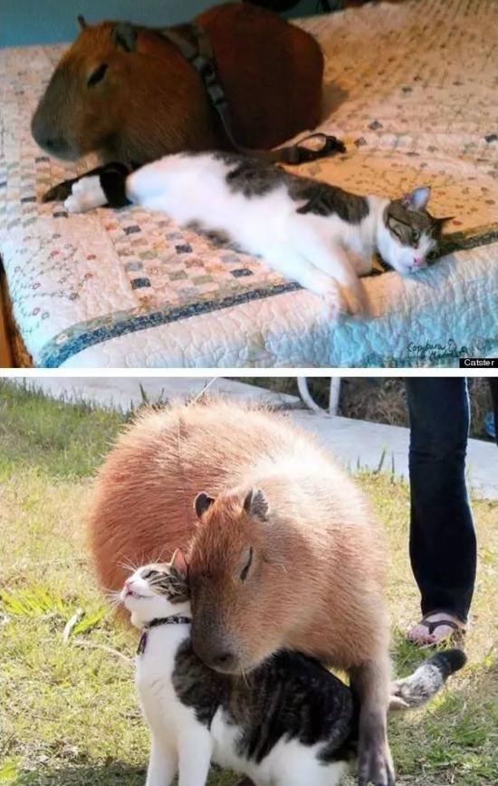 人见人爱车见车载花见花开,人见人爱花见花开车见车英文