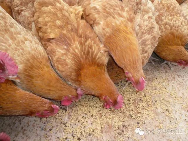 农村新商机小本创业,适合农村创业的小本点子