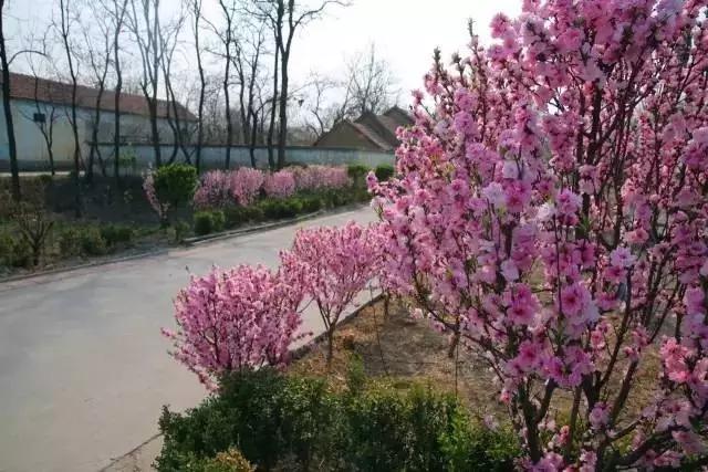 临淄:特色小镇的春天——金岭敬仲朱台齐陵