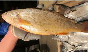 那些不认识的海鲜小干货,超级干货2022