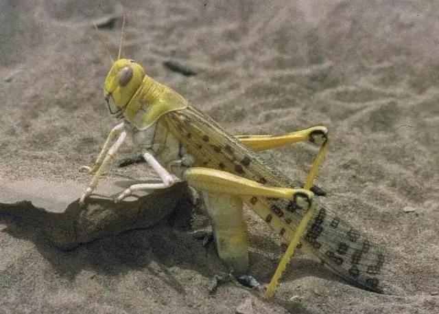 哪些昆虫有三对足两对翅一对触角,什么昆虫是三对足两对翅一对触角