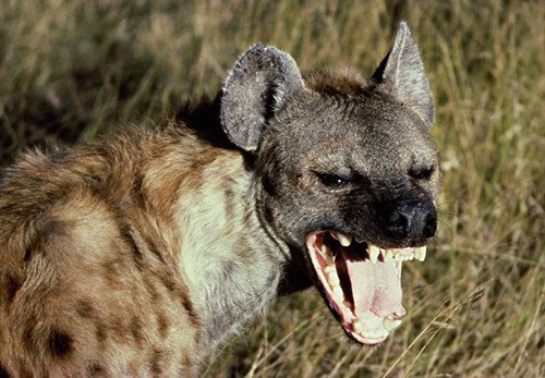 蜜獾不大但敢与狮子鬣狗抗衡,蜜獾和鬣狗群大战视频