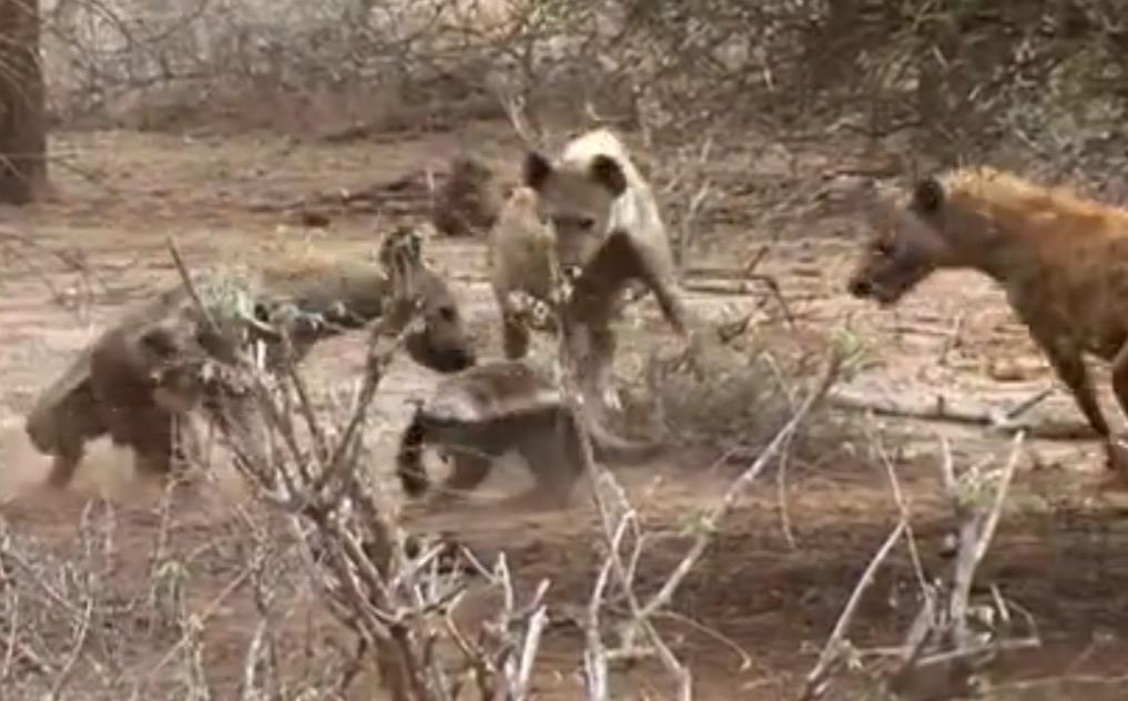 蜜獾不大但敢与狮子鬣狗抗衡,蜜獾和鬣狗群大战视频