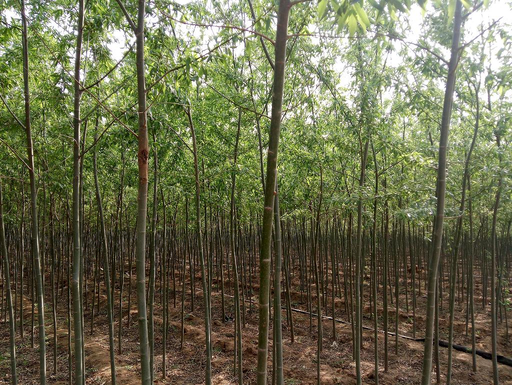 郑玄故里,灵秀小镇,峡山一颗靓丽的明珠。