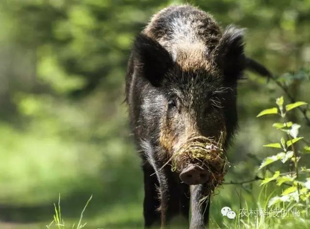 农村新商机小本创业,适合农村创业的小本点子