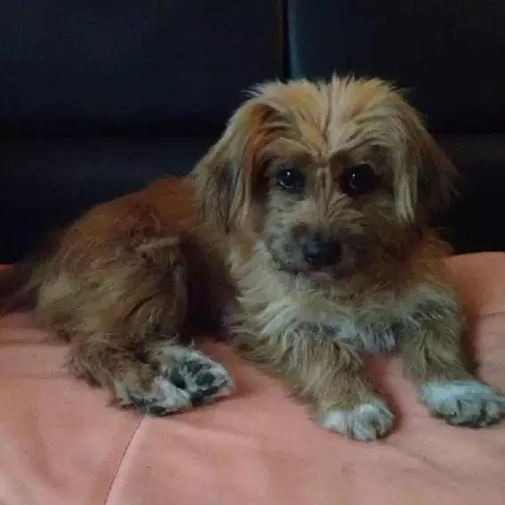 上海领养代替购买,上海领养孩子有补贴吗