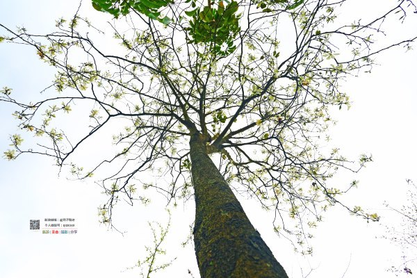 有一种春天叫牡丹花开,有一种春天叫花开艳丽