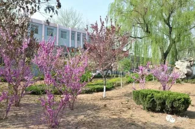 临淄:特色小镇的春天——金岭敬仲朱台齐陵