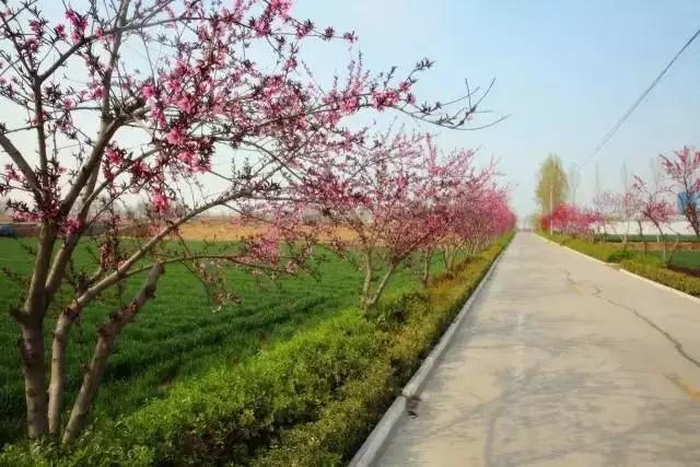 临淄:特色小镇的春天——金岭敬仲朱台齐陵