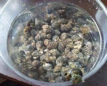 那些不认识的海鲜小干货,超级干货2022