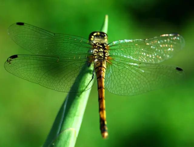 哪些昆虫有三对足两对翅一对触角,什么昆虫是三对足两对翅一对触角