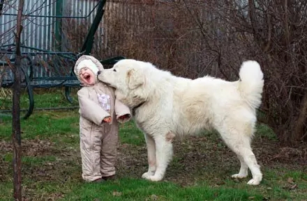 北极比利牛斯山大白熊,比利牛斯大白熊犬