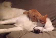 北极比利牛斯山大白熊,比利牛斯大白熊犬