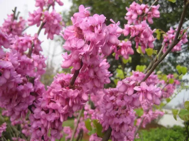 岳麓山最多的植物,岳麓山上的紫色花是什么花