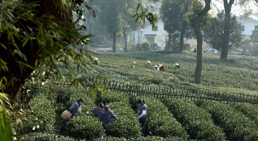 杭州茶园民宿酒店推荐,清明假期酒店推荐