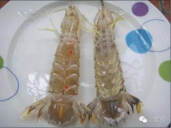 怎么挑皮皮虾视频,怎么挑皮皮虾带蛋