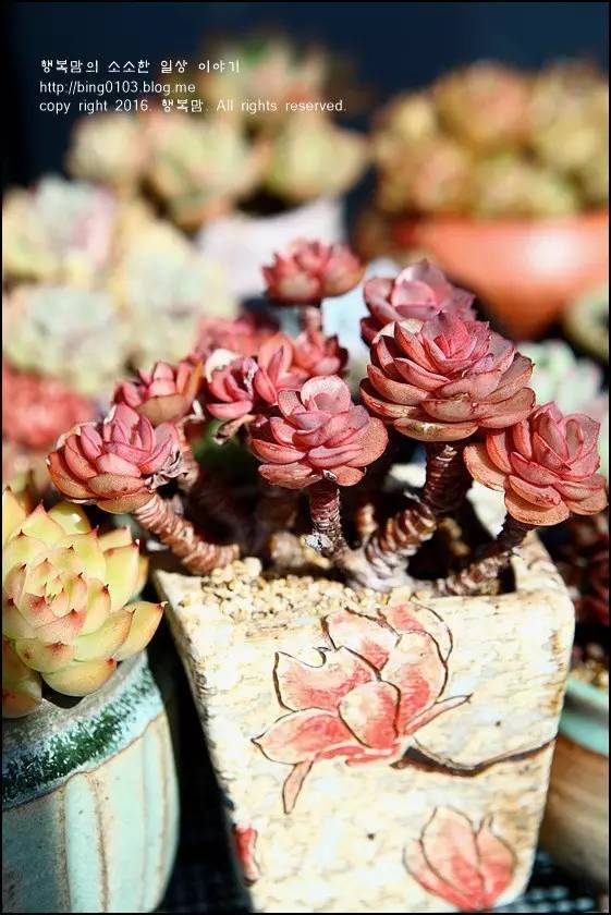 直播间不退不换的韩货,未来直播带货会持续红火吗