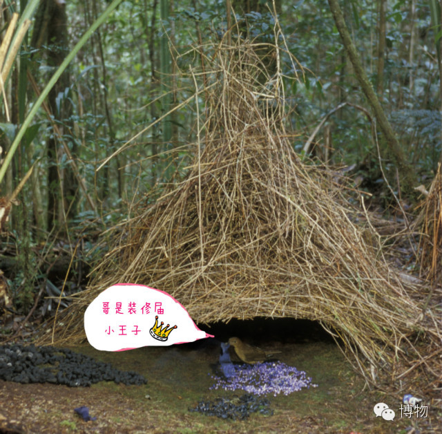 人鱼马甲两条线,人鱼线马甲线