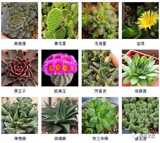 八种常见的多肉植物,215个多肉植物样子