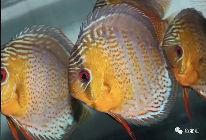 野彩和家彩的饲养区别,野彩到底好不好养