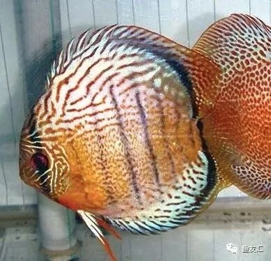 野彩和家彩的饲养区别,野彩到底好不好养