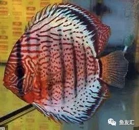 野彩和家彩的饲养区别,野彩到底好不好养