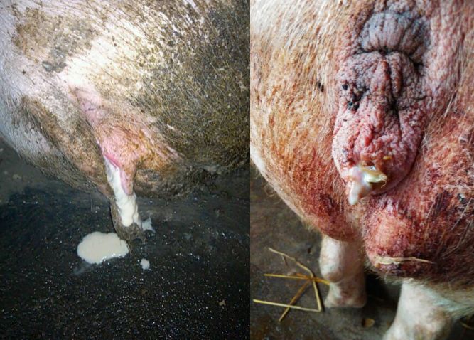 母猪产后流脓用什么药比较好,母猪产后需要打什么针最好