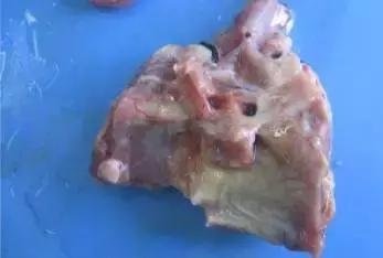 大肠杆菌的分类,大肠杆菌分类方法