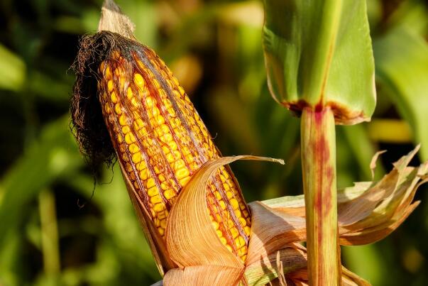 新农村创业适合做的几个生意项目,农村创业致富的好项目种植