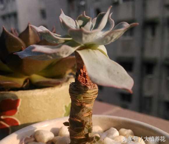 蓝石莲多次砍头要不要剥叶子,蓝石莲砍头爆崽的图片