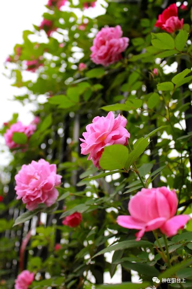 艳慕地中海风格的蔷薇鲜花拱门吗？十步骤即可在你家阳台上实现！