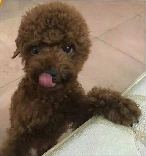 铲屎官外出一周,铲屎官出差回来