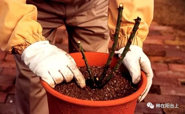 艳慕地中海风格的蔷薇鲜花拱门吗？十步骤即可在你家阳台上实现！