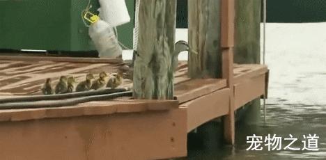 鸭子教小鸭子潜水,鸭子教小鸭子游泳