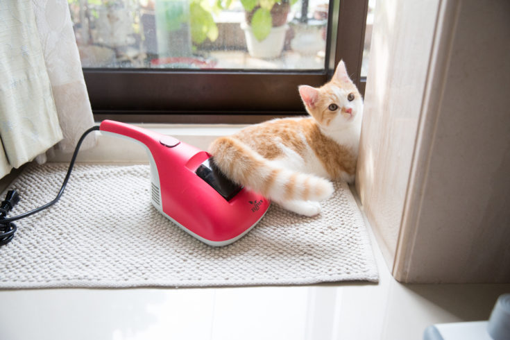 猫咪为什么总流泪偏红色,猫咪为什么会泪眼