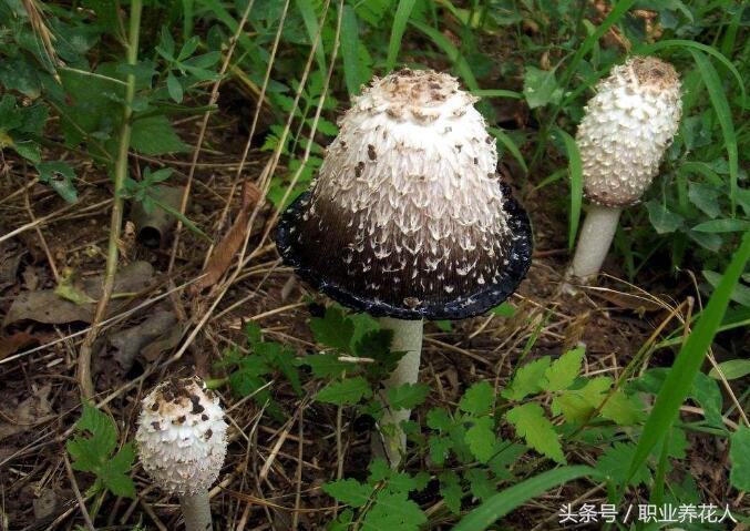 无毒菌类有哪些,九大有毒菌类知识普及