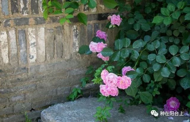 艳慕地中海风格的蔷薇鲜花拱门吗？十步骤即可在你家阳台上实现！