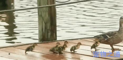 鸭子教小鸭子潜水,鸭子教小鸭子游泳
