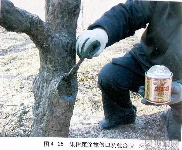 汪景彦苹果树傻瓜式修剪技术详解,傻瓜式苹果小树修剪技术